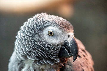 オウム目インコ科ヨオムの頭部アップ
