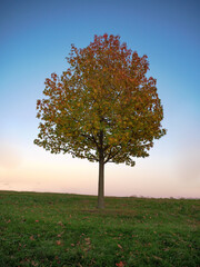 Naklejka na ściany i meble autumn tree in the field
