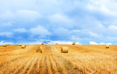 Bales of hay in a mowed wheat field. Beautiful nature landscape with blue sky and clouds.  © Tati Star