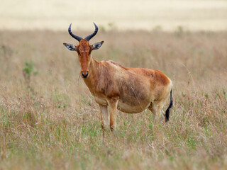 Coke Hartebeest - Alcelaphus buselaphus or kongoni, antelope native to Kenya and Tanzania, can breed with Lelwel hartebeest, hybrid the Kenya Highland hartebeest lelwel x cokii