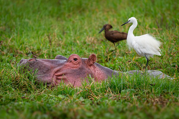 Hippopotamus - Hippopotamus amphibius or hippo large, mostly herbivorous, semiaquatic mammal native...