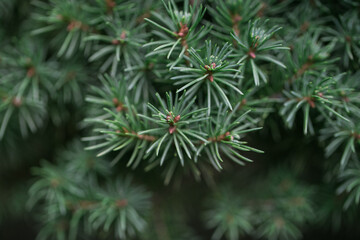close up of pine needles
