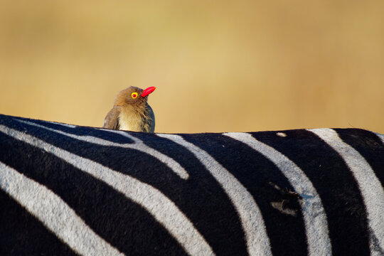 รูปภาพBuphagus เลือกดูภาพถ่ายสต็อก เวกเตอร์ และวิดีโอ1,632 Adobe Stock