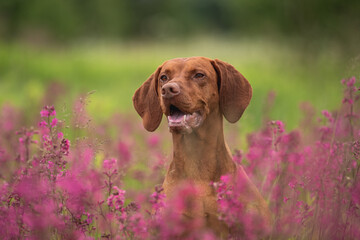 Close-up portrait of a Hungarian vizsla among pink flowers on a cloudy spring day