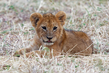 Fototapeta na wymiar Lion - Panthera leo king of the animals. Lion - the biggest african cat, two (pair) lion kittens play in the bush in Masai Mara National Park in Kenya Africa. Beautiful young cat in the grass