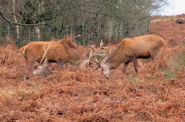 Red Deer at Richmond Park London