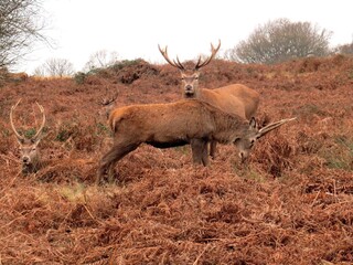 Red Deer at Richmond Park London