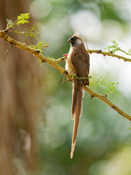 Speckled Mousebird - Colius striatus largest species of mousebird, the most common, found throughout most of Central, Eastern and Southern Africa, long tail and crest on the head