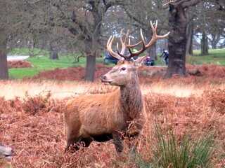 Red Deer at Richmond Park London