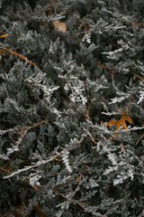 Background texture with green and brown leaves