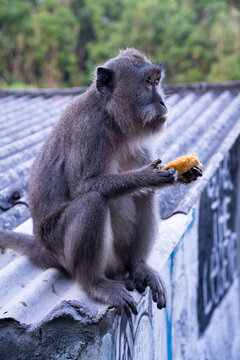 bali, macaque, wildlife photography, jungle wildlife, cambodia monkeys, brown monkey, long tailed macaque, cheeky monkeys, baby monkey eating, angkor monkeys, bali monkeys, rabies danger, asian monkey