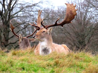 Red Deer at Richmond Park London