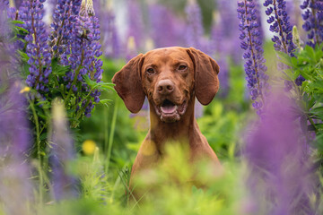 Close-up portrait of a Hungarian vizsla among purple flowers on a cloudy spring day. Dog emotions....