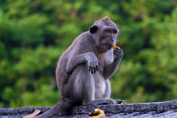 bali, macaque, wildlife photography, jungle wildlife, cambodia monkeys, brown monkey, long tailed macaque, cheeky monkeys, baby monkey eating, angkor monkeys, bali monkeys, rabies danger, asian monkey