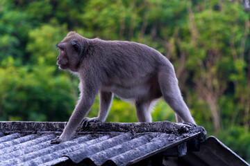 bali, macaque, wildlife photography, jungle wildlife, cambodia monkeys, brown monkey, long tailed macaque, cheeky monkeys, baby monkey eating, angkor monkeys, bali monkeys, rabies danger, asian monkey