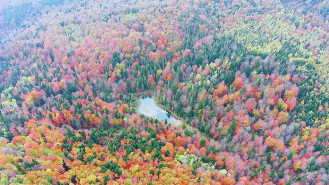 Wild Lake Dead (Polyanitske) near the Dovbush rocks, Bubnishche in autumn among a beautiful autumn forest in the Carpathians, Ukraine. It has a high level of hydrogen sulfide. Aerial photo drone copte