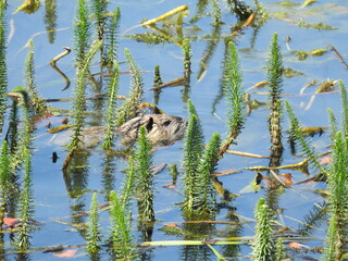 nutria swimming