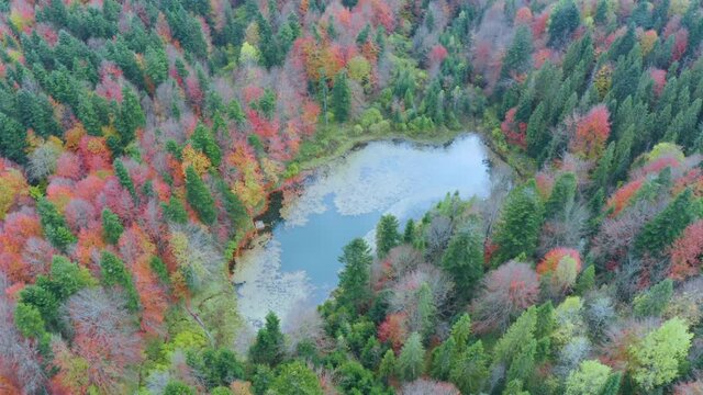 Wild Lake Dead (Polyanitske) near the Dovbush rocks, Bubnishche in autumn among a beautiful autumn forest in the Carpathians, Ukraine. It has a high level of hydrogen sulfide. Aerial photo drone copte
