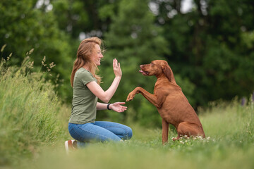 A girl with long red hair playing with a muscular Hungarian Vizsla dog among a green field on a...