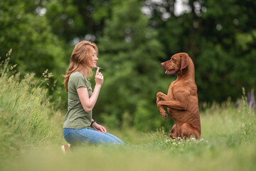 A girl with long red hair playing with a muscular Hungarian Vizsla dog among a green field on a...