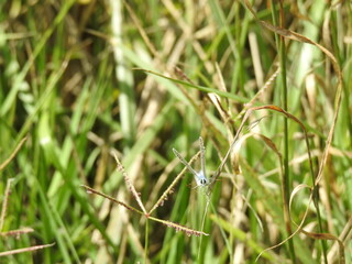 butterfly in the meadow