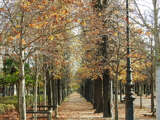 leaf alley, park in Paris