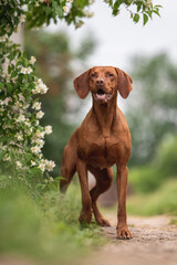 Muscular Hungarian Vizsla dog among white jasmine flowers on a cloudy spring day