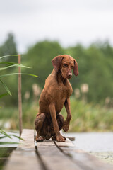 Muscular Hungarian Vizsla dog on a dock near a lake on a cloudy summer day. Paws in the air