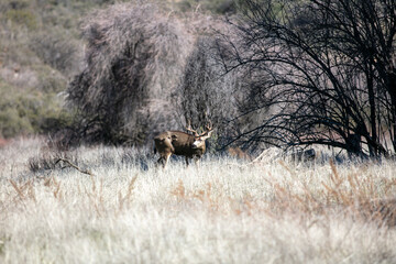 A Stag Male Mule Deer with a large Rack of Antlers in the California Dry Hills