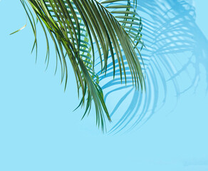 Palm leaves and shadows over a blue background. Creative concept for spring break holidays advertisement. Artistic design for travel agency web banner.