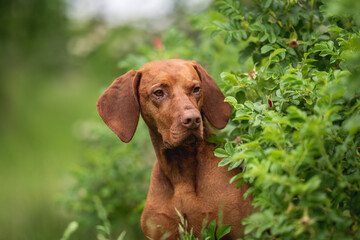 Close-up portrait of a Hungarian Vizsla dog among bushes of unopened roses