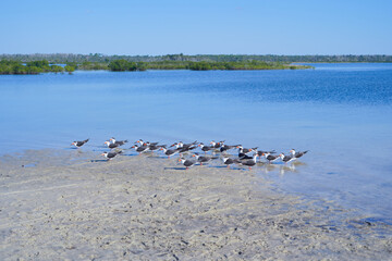 Alfred A McKethan Pine Island Park in Hernando County of Florida