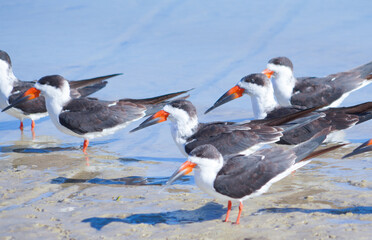Alfred A McKethan Pine Island Park in Hernando County of Florida