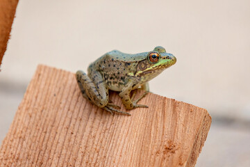 Green frog perched on a piece of wood