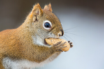 Closeup of red squirrel eating a peanut - obrazy, fototapety, plakaty