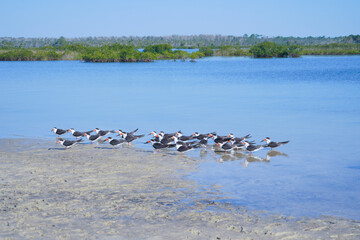 Fototapeta premium Beautiful beach and gulf of mexico in Florida