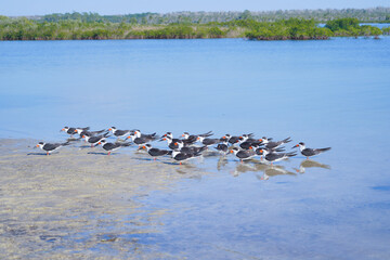 Alfred A McKethan Pine Island Park in Hernando County of Florida