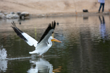 A White Pelican Leaping into Flight from a Recreational Lake in Yucaipa, California, showing Strong Wings and Flight Muscles