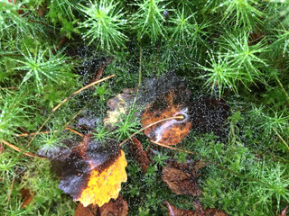 Forest moss texture, wild forest moss top view, natural background. High quality photo