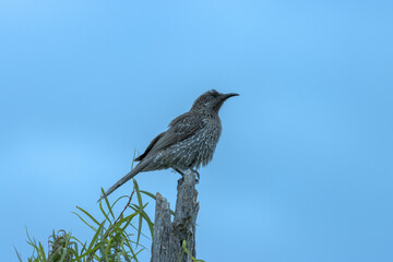 bird on a branch
