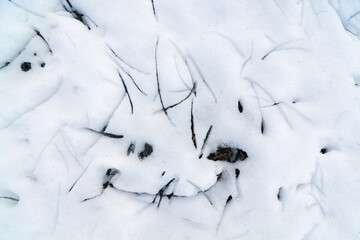 Branches in spring snow