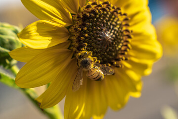 bee on sunflower