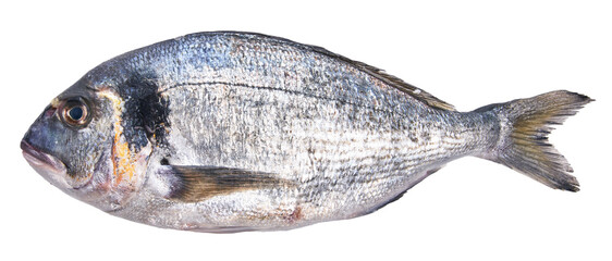  Single uncooked fish over white isolated background
