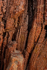 Macro of Bark Like Texture In Petrified Wood