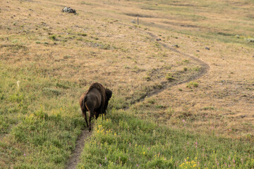 Male Bison Wanders Down Specimen Ridge Trail