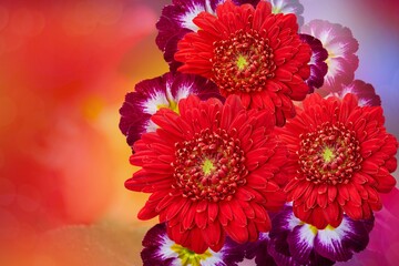 Red gerbera  . bright floral background , floristics