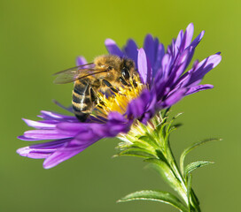 bee or honeybee in Latin Apis Mellifera on blue flower