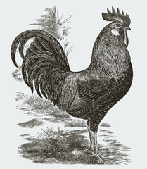 Standing brown Leghorn cock in profile view - obrazy, fototapety, plakaty