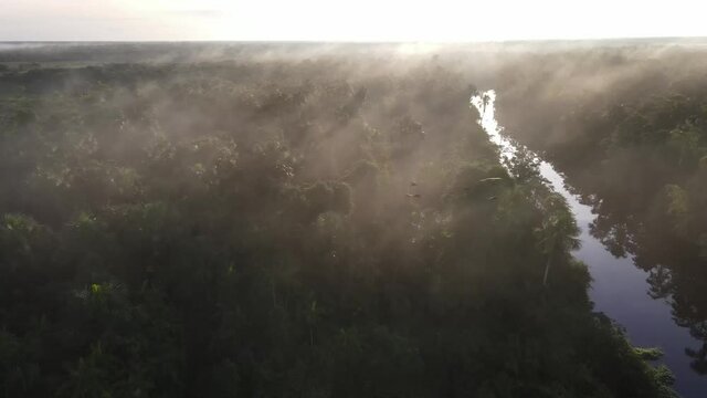 Scenic sunrise at amazon tropical rainforest with vivid fog at the river and parrots flying around