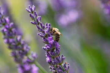 Honigbiene, Biene beim Nektar sammeln auf dem Lavendel